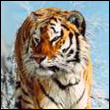 aleks